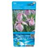 Roze Japanse iris (Iris laevigata “Rose Queen”) moerasplant