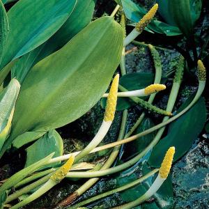 Goudknots (Orontium aquaticum) moerasplant