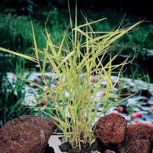 Bont riet (Phragmites Australis “variegata”) moerasplant