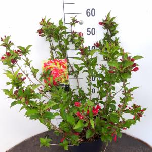 Weigela Red Prince - 50 - 60 cm - 5 stuks