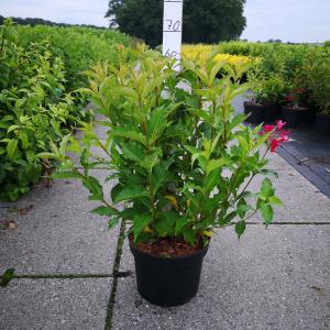 Weigela Red Prince - 80 - 100 cm - 5 stuks