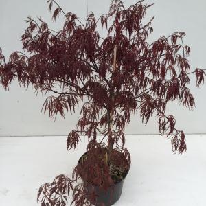Japanse esdoorn (Acer palmatum "Garnet") heester - 30-40 cm - 1 stuks