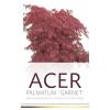 Japanse esdoorn (Acer palmatum "Garnet") heester