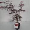 Japanse esdoorn (Acer palmatum "Garnet") heester