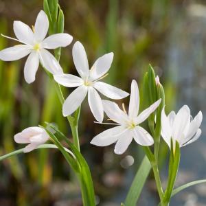 Witte kafferlelie (Schizostylis coccinea “alba”) moerasplant - 6 stuks