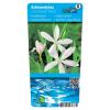 Witte kafferlelie (Schizostylis coccinea “alba”) moerasplant (6-stuks)