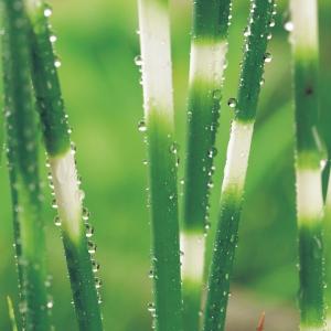 Bonte mattenbies (Scirpus tabernaemontani “Zebrinus”) moerasplant (6-stuks)