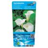 Witte aronskelk (Zantedeschia aethiopica) moerasplant. (6-stuks)