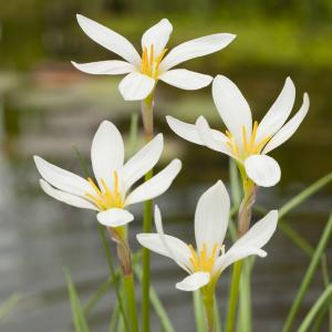 Witte westenwindbloem (Zephyranthes candida) moerasplant (6-stuks)