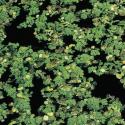 Kleine kroosvaren (Azolla cristata) drijfplant