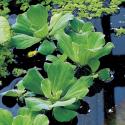 Watersla (Pistia stratiotes) drijfplant