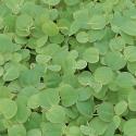 Roodwortel (Phyllanthus fluitans) drijfplant