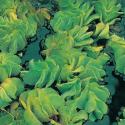 Kleine vlotvaren (Salvinia Natans) drijfplant