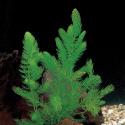 Grof hoornblad (Ceratophyllum demersum) zuurstofplant
