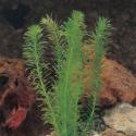 Waterpest (Elodea densa) zuurstofplant