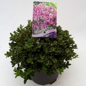 Dwerg rododendron (Rhododendron Calostrotum "Keleticum") heester - 20-25 cm - 1 stuks
