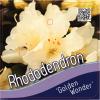 Dwerg rododendron (Rhododendron "Golden Wonder") heester