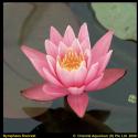 Roze waterlelie (Nymphaea Firecrest) waterlelie