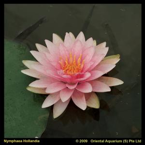 Roze waterlelie (Nymphaea Hollandia) waterlelie (6-stuks)