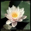 Roze waterlelie (Nymphaea Marliacea Rosea) waterlelie