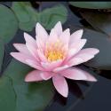 Roze waterlelie (Nymphaea Rose Nymphe) waterlelie