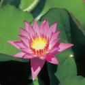 Tropische roze waterlelie (Nymphaea tropical pink) waterlelie