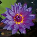Tropische blauwe waterlelie (Nymphaea blue variegata) waterlelie