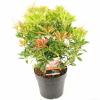 Rotsheide (Pieris Japonica “Valley Valentine”) heester