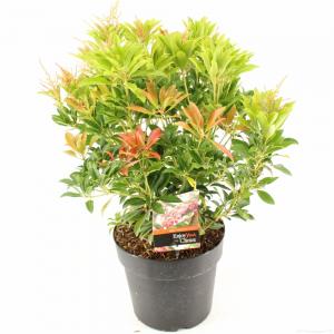 Rotsheide (Pieris Japonica “Valley Valentine”) heester - 30-40 cm (C4.5) - 9 stuks