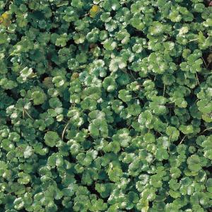 Waternavel (Hydrocotyle “Nova-Zealandiae”) zuurstofplant - 10 stuks