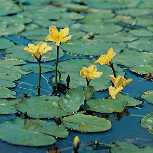 Watergentiaan (Nymphoides peltata) zuurstofplant (10-stuks)