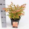 Hemelse bamboe (Nandina domestica “Gulfstream”) heester