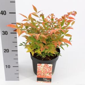 Hemelse bamboe (Nandina domestica “Gulfstream”) heester - 25-30 cm - 6 stuks