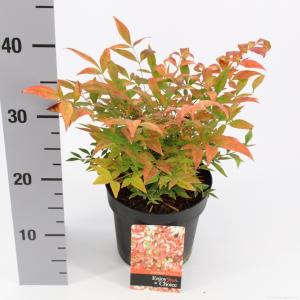 Hemelse bamboe (Nandina domestica “Gulfstream”) heester