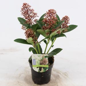 Skimmia (Skimmia Japonica “Bonfire”®) heester