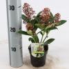 Skimmia (Skimmia Japonica “Bonfire”®) heester