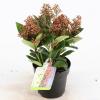 Skimmia (Skimmia Japonica “Bonfire”®) heester