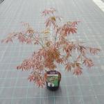 Japanse esdoorn (Acer palmatum "Sumi-Nagashi") heester