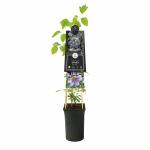 Blauwe bosrank (Clematis "Blue Light" PBR) klimplant