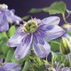 Blauwe bosrank (Clematis "Blue Light" PBR) klimplant