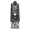 Blauwe bosrank (Clematis "Blue Light" PBR) klimplant