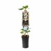 Witte bosrank (Clematis "Madame le Coultre") klimplant 70 cm