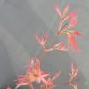 Japanse esdoorn (Acer palmatum "Marlo") heester