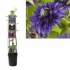 Blauwe bosrank (Clematis "Multi Blue") klimplant 70 cm