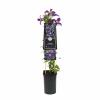 Blauwe bosrank (Clematis "SoMany® Blue Flowers" PBR) klimplant