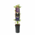 Paarse bosrank (Clematis viticella "Etoile Violette") klimplant