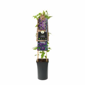 Paarse bosrank (Clematis viticella "Etoile Violette") klimplant