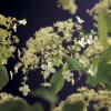 Klimhortensia (Hydrangea anomala "Petiolaris") klimplant 70 cm