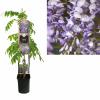 Blauwe regen (Wisteria Sinensis "Prolific") klimplant 70 cm