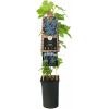 Druif (blauw) (Vitis "Boskoop Glory") klimplant